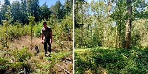 l: Forester Maximilian Scheel on a reforested calamity area | r: Mixed hardwood stand - skid trail marking