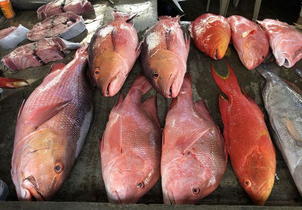 Verschiedene Fische auf einem Fischmarkt auf den Seychellen