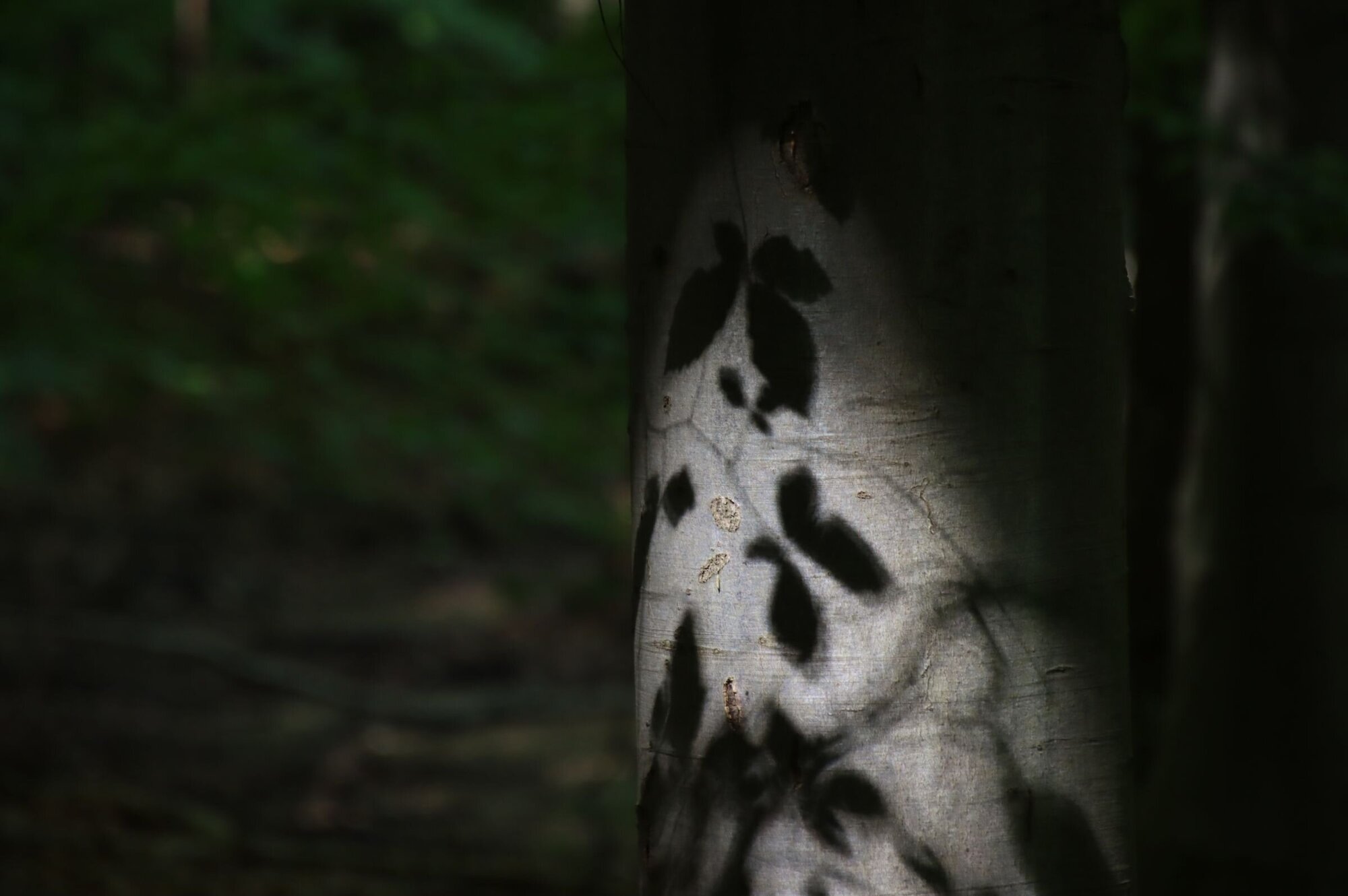 Stamm einer Buche, auf dem Buchenblätter Schatten werfen