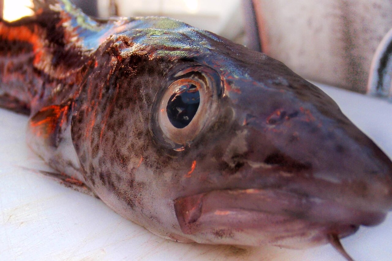Abgemagerter Dorsch aus der östlichen Ostsee.