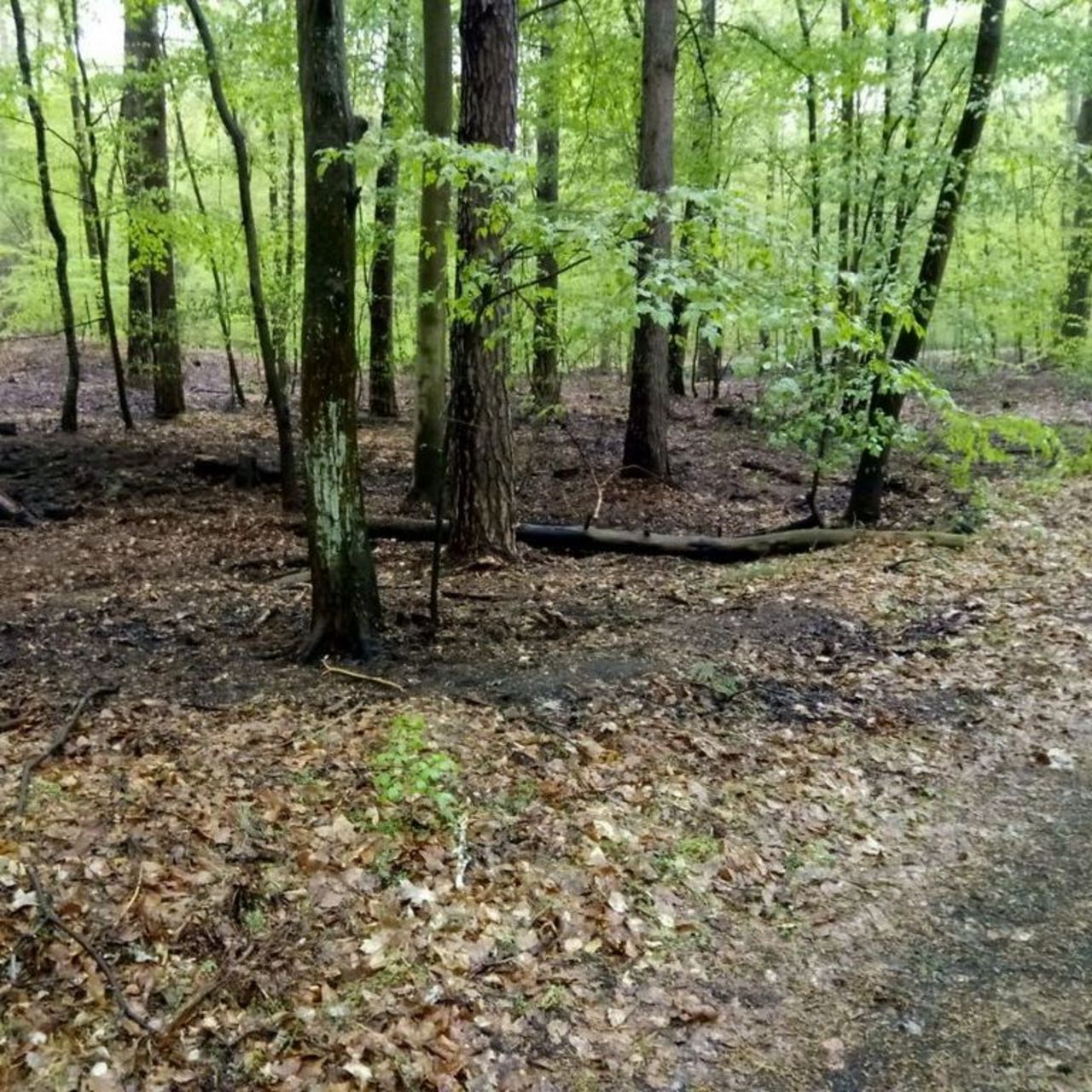 Buchenbetsnd im Frühjahrsaustrieb