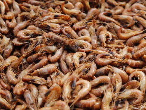 Gekochte Nordseegarnelen Gekochte Garnelen Nahaufnahme