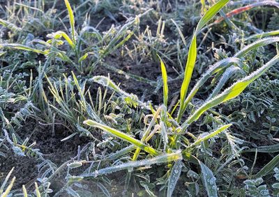 Winter cover crops on a field