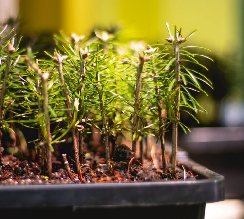 Klicken für eine Vergrösserung