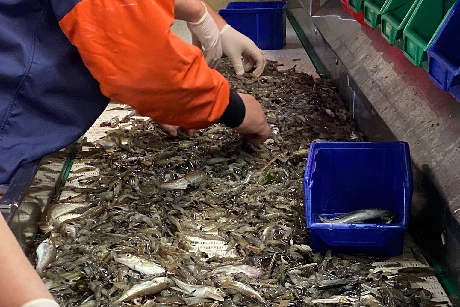 Der Fang wird auf dem Transportband sortiert. Auf einem weißen Transportband liegen Fische, Krabben und Muscheln und es sind Hände mit Handschuhen zu sehen.