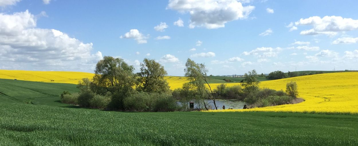 Ein kleiner Teich umgeben von Bäumen und Feldern