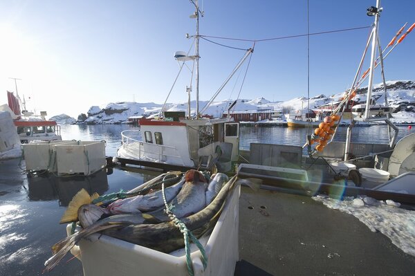 Fischerboot in einem Hafen in Norwegen im Vordergrund eine Fischkiste mit Kabeljau