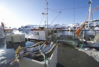Fischerboot in einem Hafen in Norwegen im Vordergrund eine Fischkiste mit Kabeljau