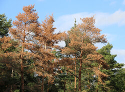 Auswirkungen von Trockenheit und Hitze: Häufig sind geschädigte und ungeschädigte Bäume in direkter Nachtbarschaft zu finden (hier ein Kiefernbestand in Niedersachsen). Waldschäden durch Trockenheit und Hitze
