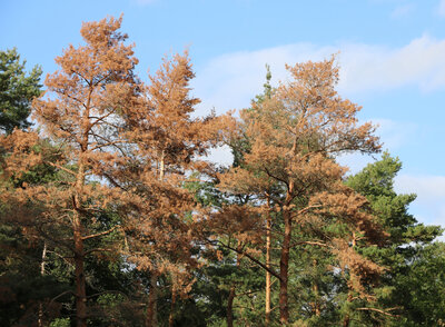 Auswirkungen von Trockenheit und Hitze: Häufig sind geschädigte und ungeschädigte Bäume in direkter Nachtbarschaft zu finden (hier ein Kiefernbestand in Niedersachsen). Durch Trockenheit und Pilzbefall geschädigte Kiefern