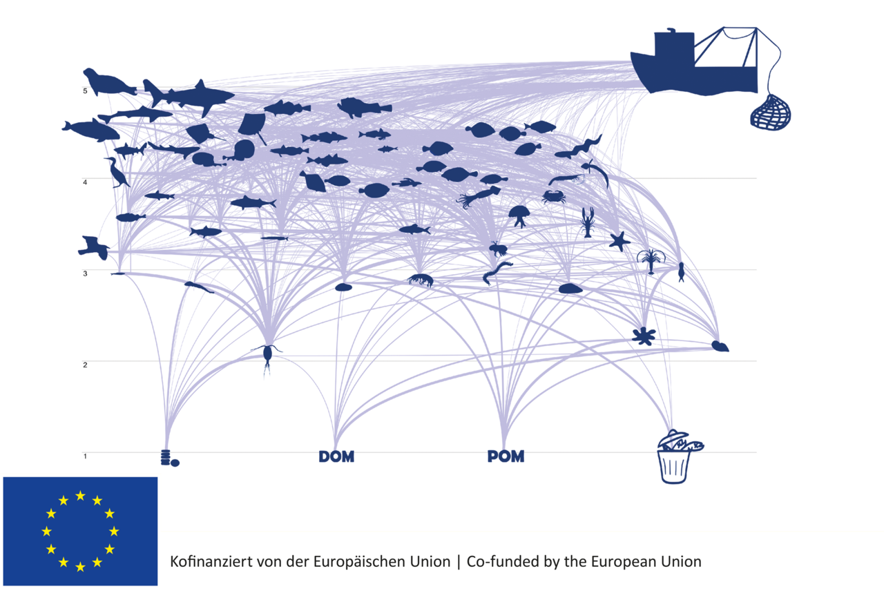 Food web in the southern North Sea