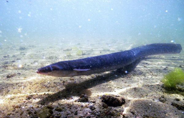 Das Bild zeigt einen als gefährdet eingestuften Europäischen Aal (Anguilla anguilla)