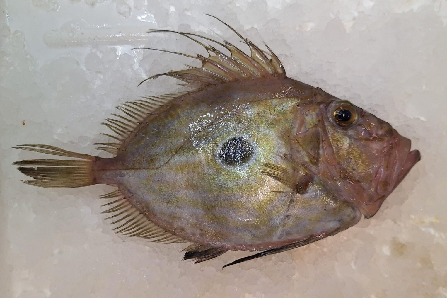 Heringskönig - häufig vorkommender Beifang. A fish called Herring King.