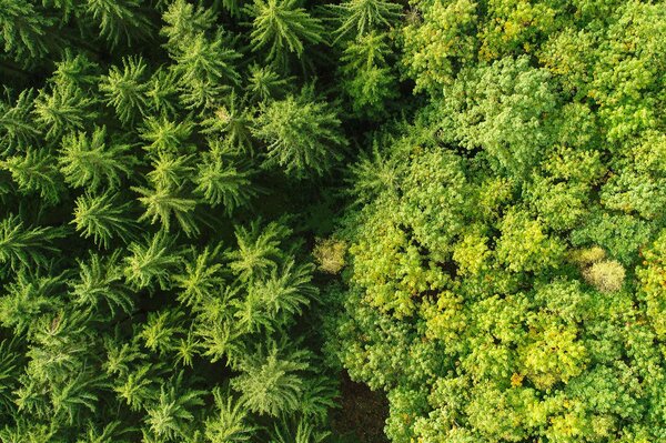 Drohnenaufnahme von zwei unterschiedlichen Baumbeständen Drohnenaufnahme von zwei unterschiedlichen Baumbeständen