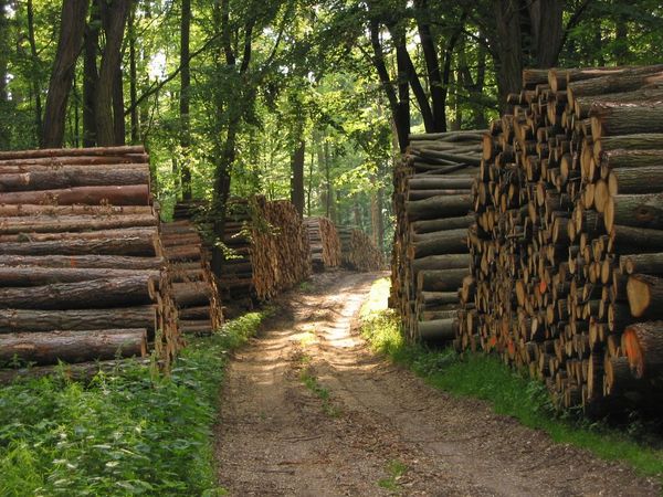 Abgeholzte Baumstämme aufgeschichtet zu Stapeln ligen an einem Waldweg. 