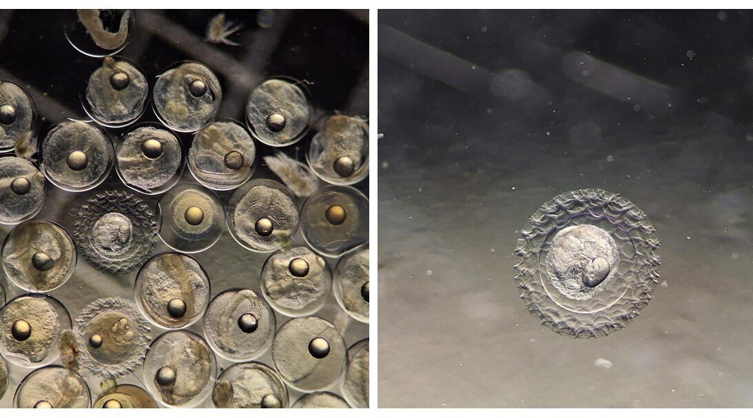 Sample sorting – Left: mackerel eggs and eggs of the deep-sea genus Maurolicus Right: a Maurolicus egg in detail. Microscopic images of fish eggs.