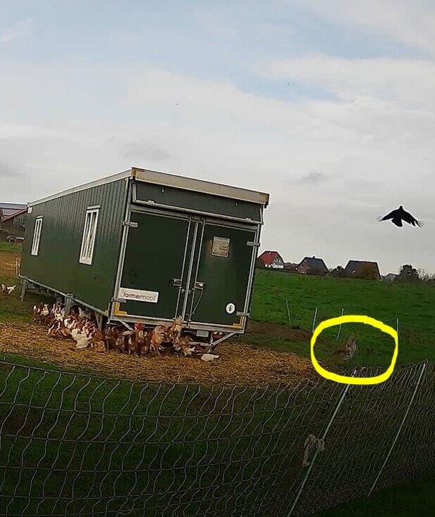 Habicht und Krähe über Geflügelauslauf Habicht und Krähe über Geflügelauslauf