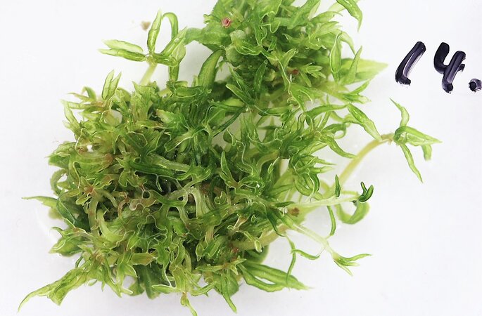 Click to zoom image Foto eines Regenerationsbüschel einer Pappel in der in vitro-Kultur