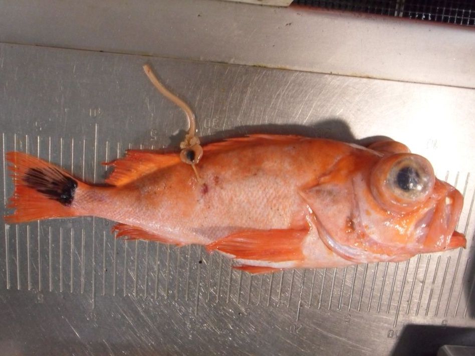 A beaked redfish (Sebastes mentella) from the Irminger Sea with an attached parasite (Sphyrion lumpi) and a clear pigment spot on the caudal fin.