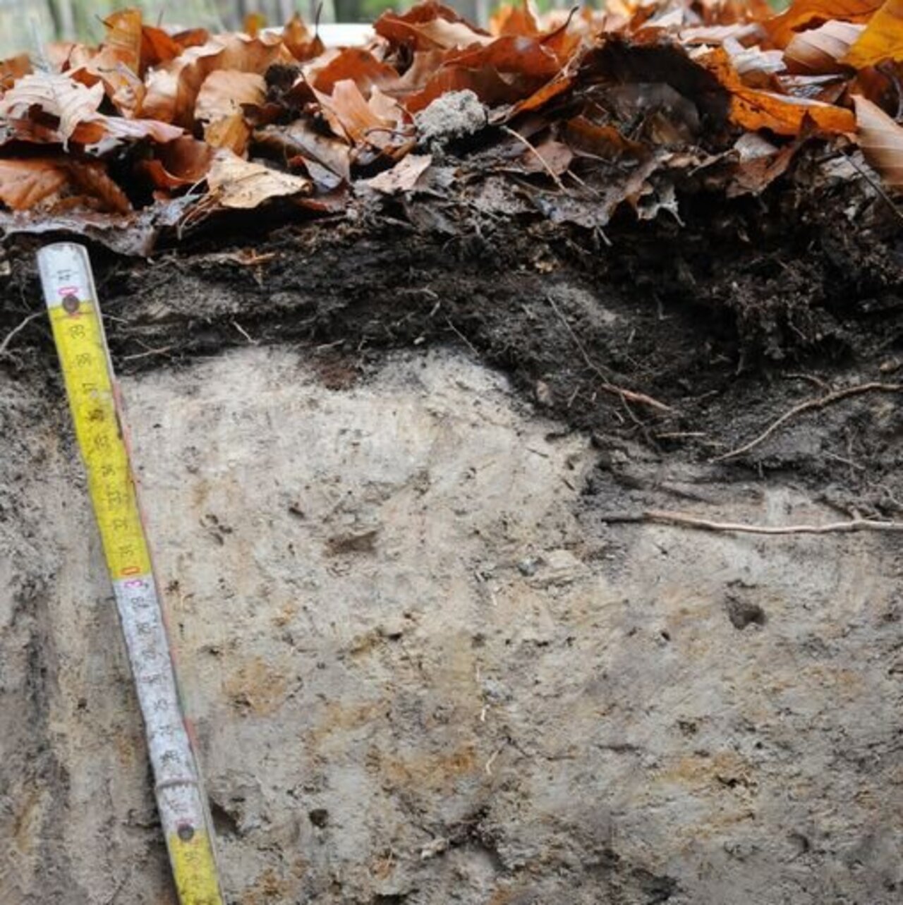 1582_BZE_C_Waldboeden