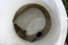 Ein Aal mit einem äußerlich angebrachten Transmitter in einem weißen, mit Wasser gefüllten Bottich.