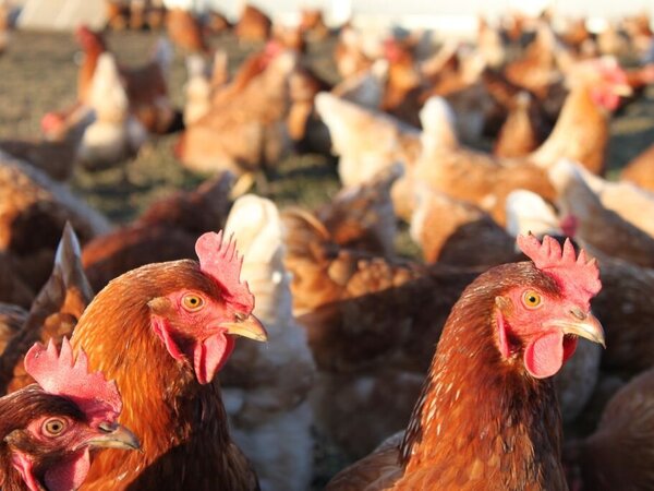 Nahaufnahme von Hühnern