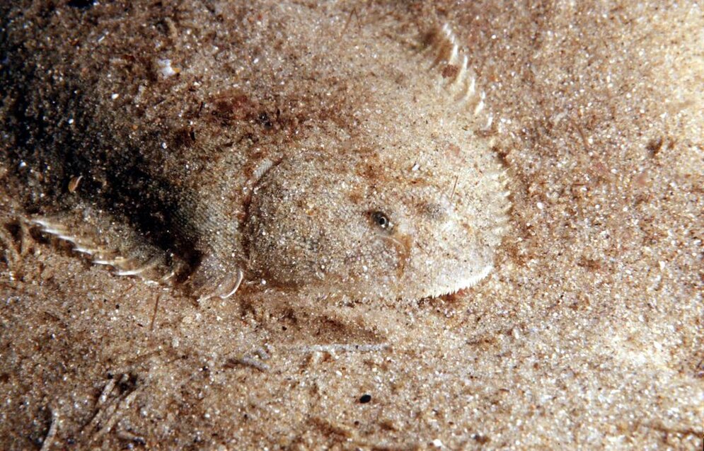 Seezunge (Solea solea) Seezunge (Solea solea)