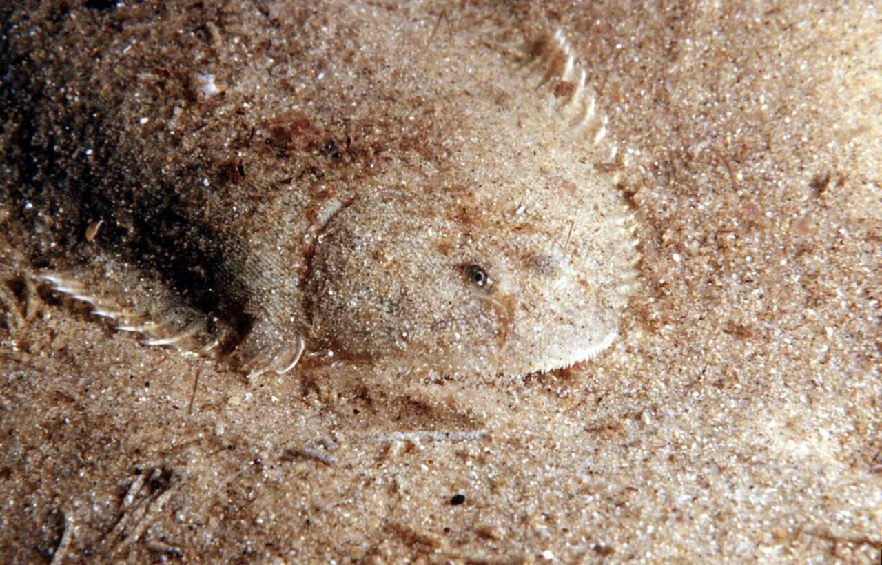 Seezunge (Solea solea)