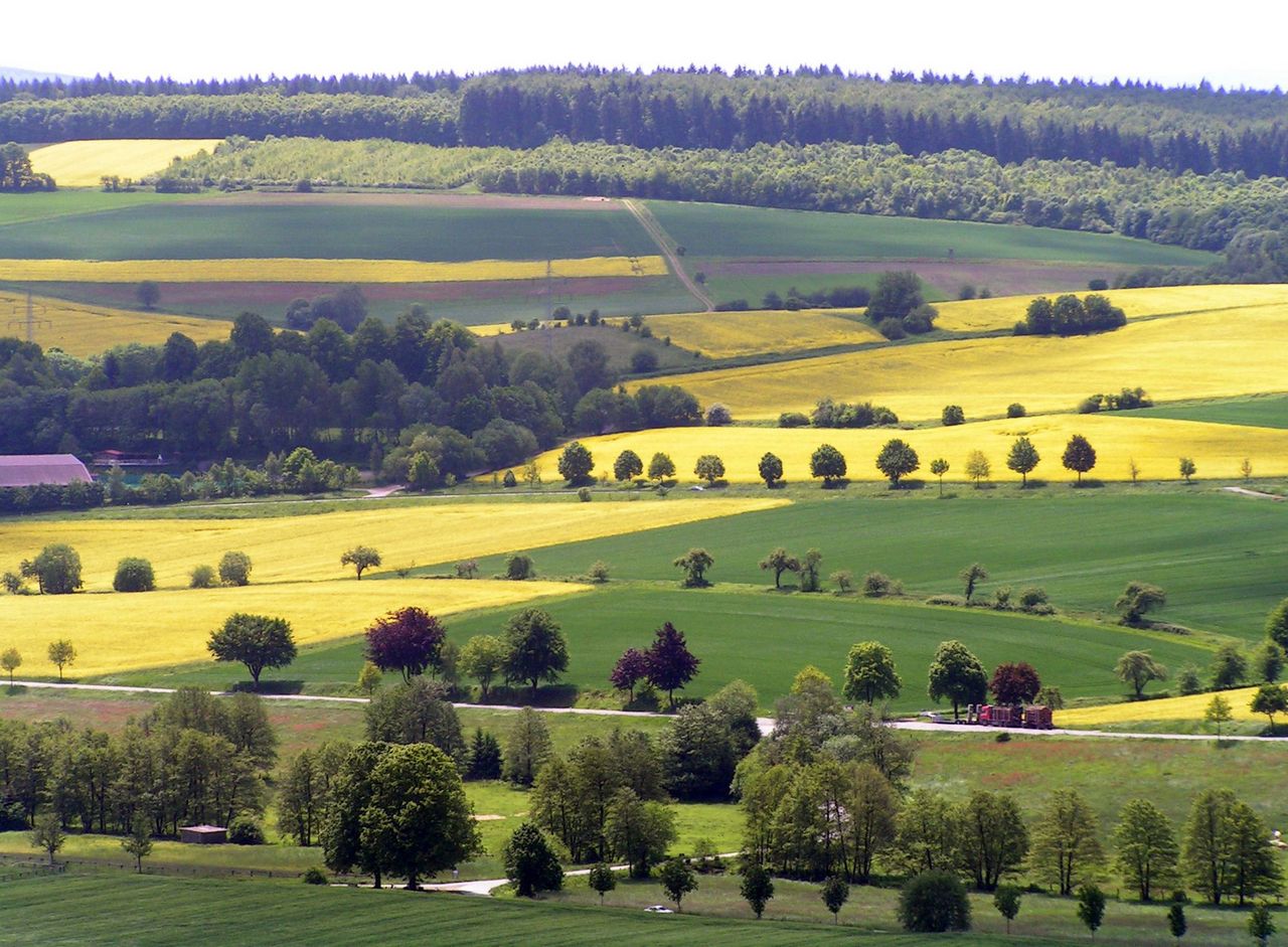 Landschaft mit Rapsfeldern