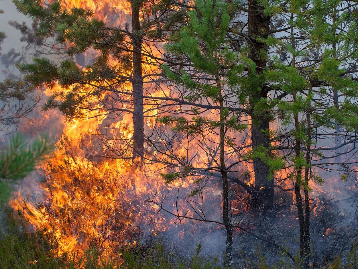 Um im Katastrophenfall, etwa bei langanhaltenden Waldbränden, optimal reagieren zu können, muss Deutschland seine Resilienz stärken. Flammen im grünen Wald mit Nadelbäumen.