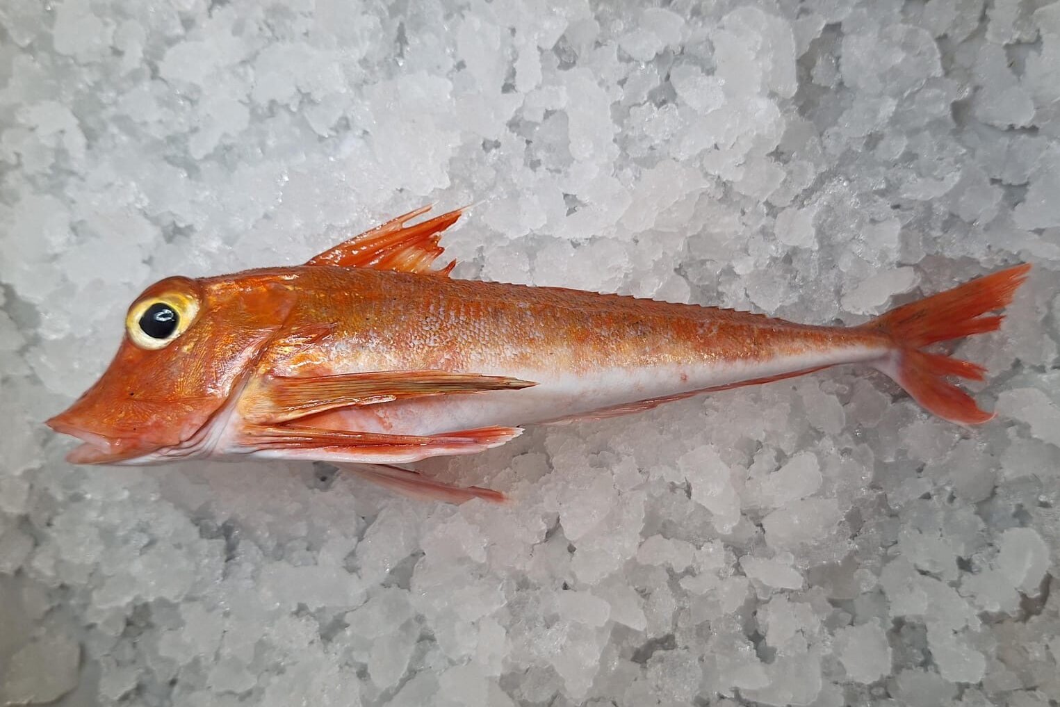 Sea cuckoo in the bycatch. Ein Fisch namens Seekuckuck.