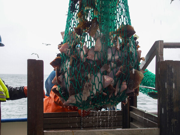 Click to zoom image Über einem Metallbehälter hängt ein grünes Netz gefüllt mit Plattfischen.