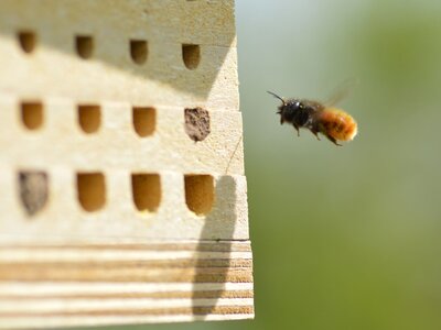 Gehörnte Mauerbiene (Osmia cornu) im Anflug auf eine MonVia-Nisthilfe Eine Mauerbiene fliegt im Freiland eine Nisthilfe an