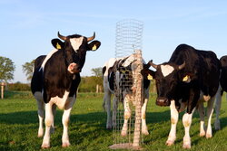 Silvopastorale Systeme für Milchkühe