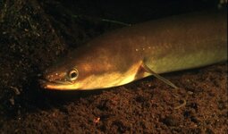 Vordere Körperhälfte eines Aals am Gewässergrund