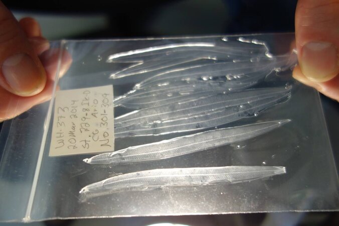 Klicken für eine Vergrösserung