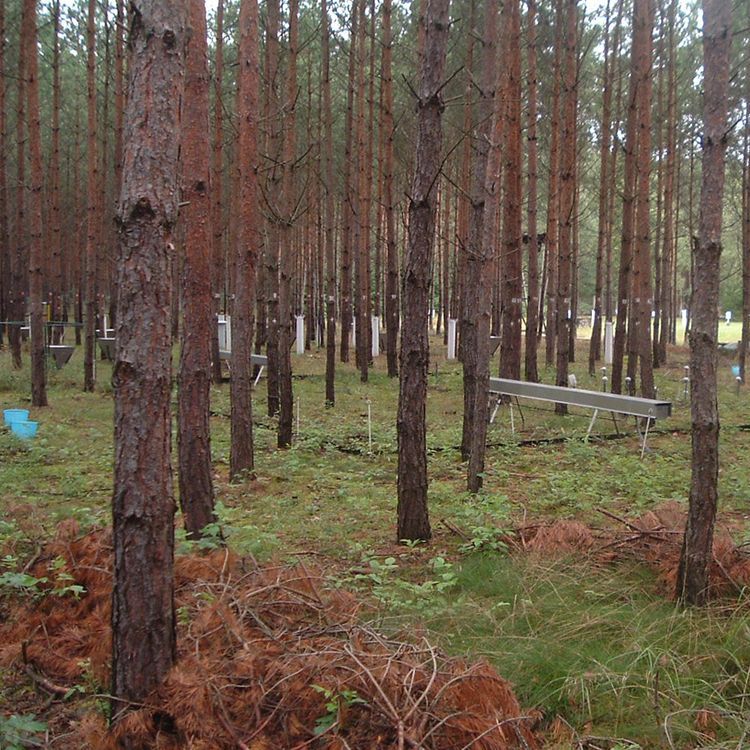 View of a large lysimeter overgrown with pines