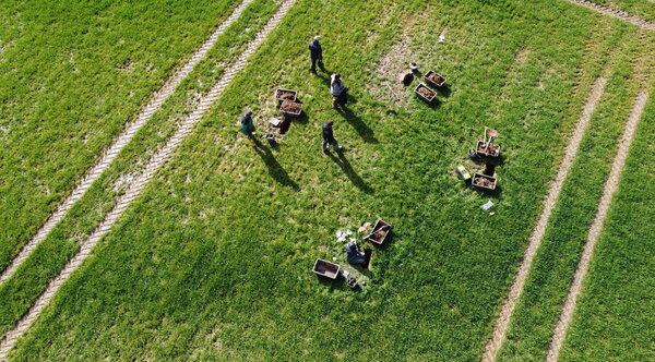 An jedem Standort werden mehrere Bodenprofile gegraben. Vogelperspektive: Mehrer Personen nehmen an vier Stellen auf einem Feld Proben aus Löchern im Boden.