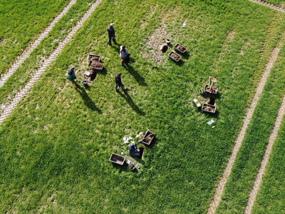 An jedem Standort werden mehrere Bodenprofile gegraben. Vogelperspektive: Mehrer Personen nehmen an vier Stellen auf einem Feld Proben aus Löchern im Boden.