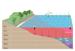 Acoustic telemetry on cod and flatfish in the Bay of Lübeck