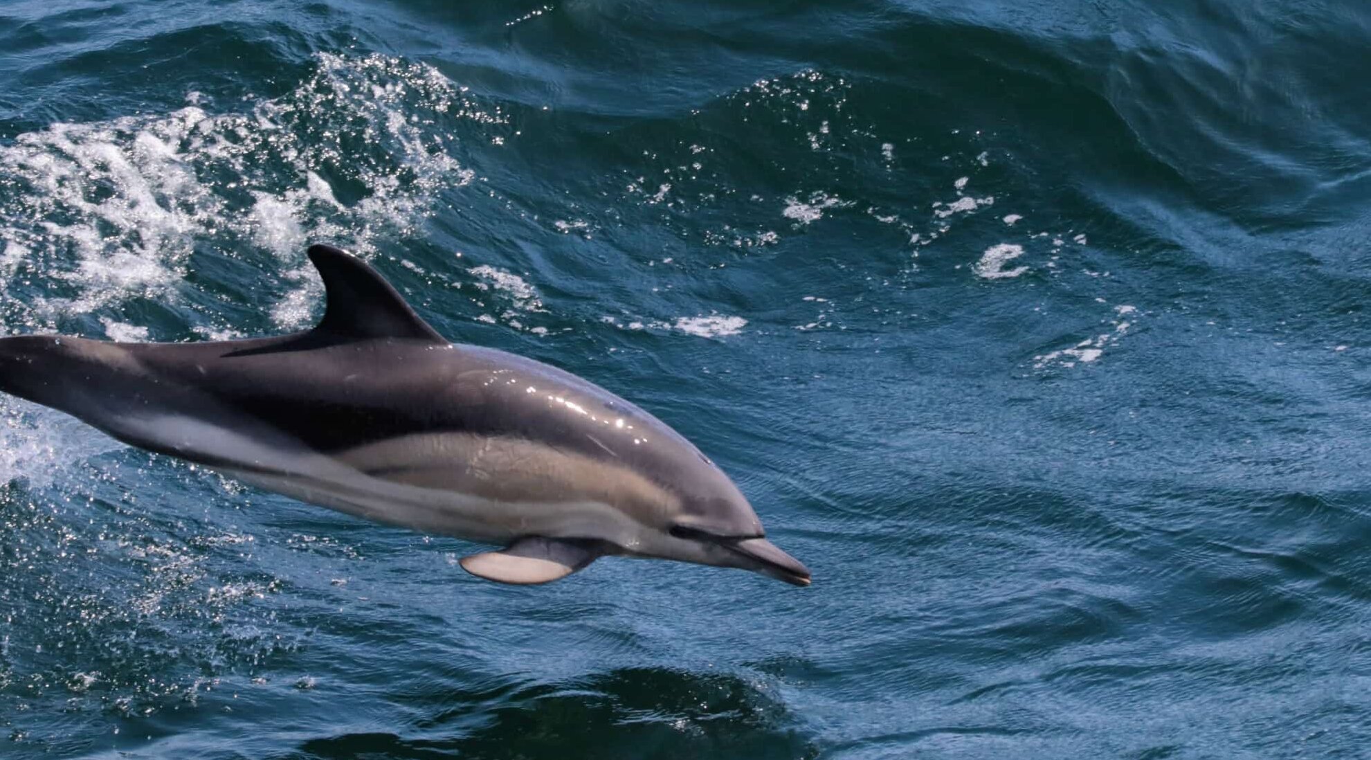 Dolphins were a welcome visitor during the trip. Jumping dolphin