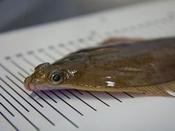 Fischkrankheiten in Nord- und Ostsee