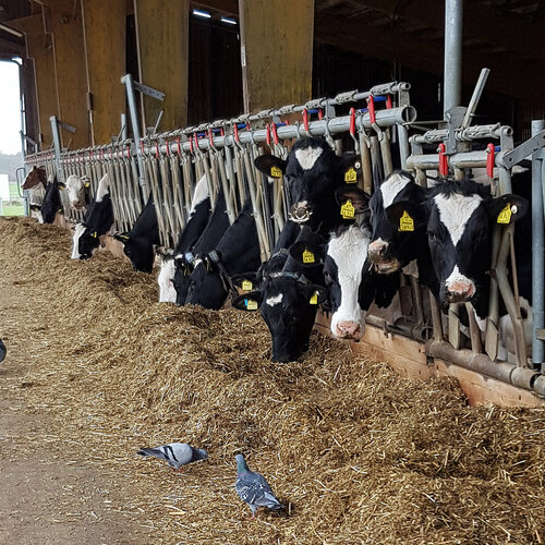 Mehrere schwarz-weiße und braune Kühe stehen in einem offenen Stall und fressen aus einem langen Futtertrog, auf dem Boden davor laufen mehrere Tauben.