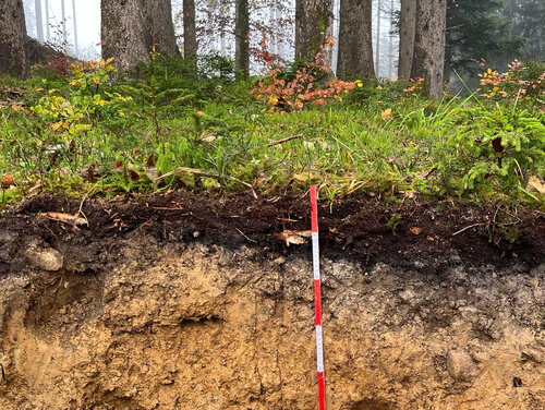 Profil eines Waldbodens mit Streuauflage und Humusschicht. Seitenansicht eines Bodens aus einer Grube im Waldboden mit einem Messstab.