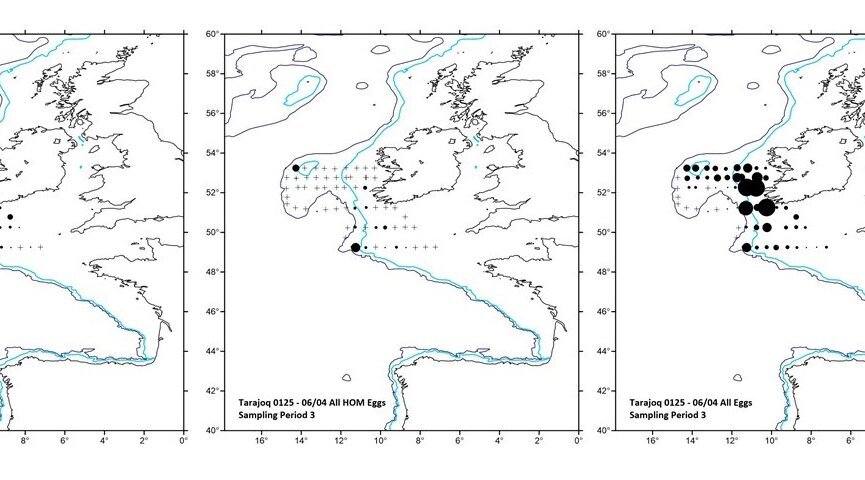 First results - the distribution of mackerel eggs (left), horse mackerel eggs (centre) and all fish eggs found (right) Mackerel and wood mackerel egg abundance south-west of IrelandMackerel and wood mackerel egg abundance south-west of Ireland