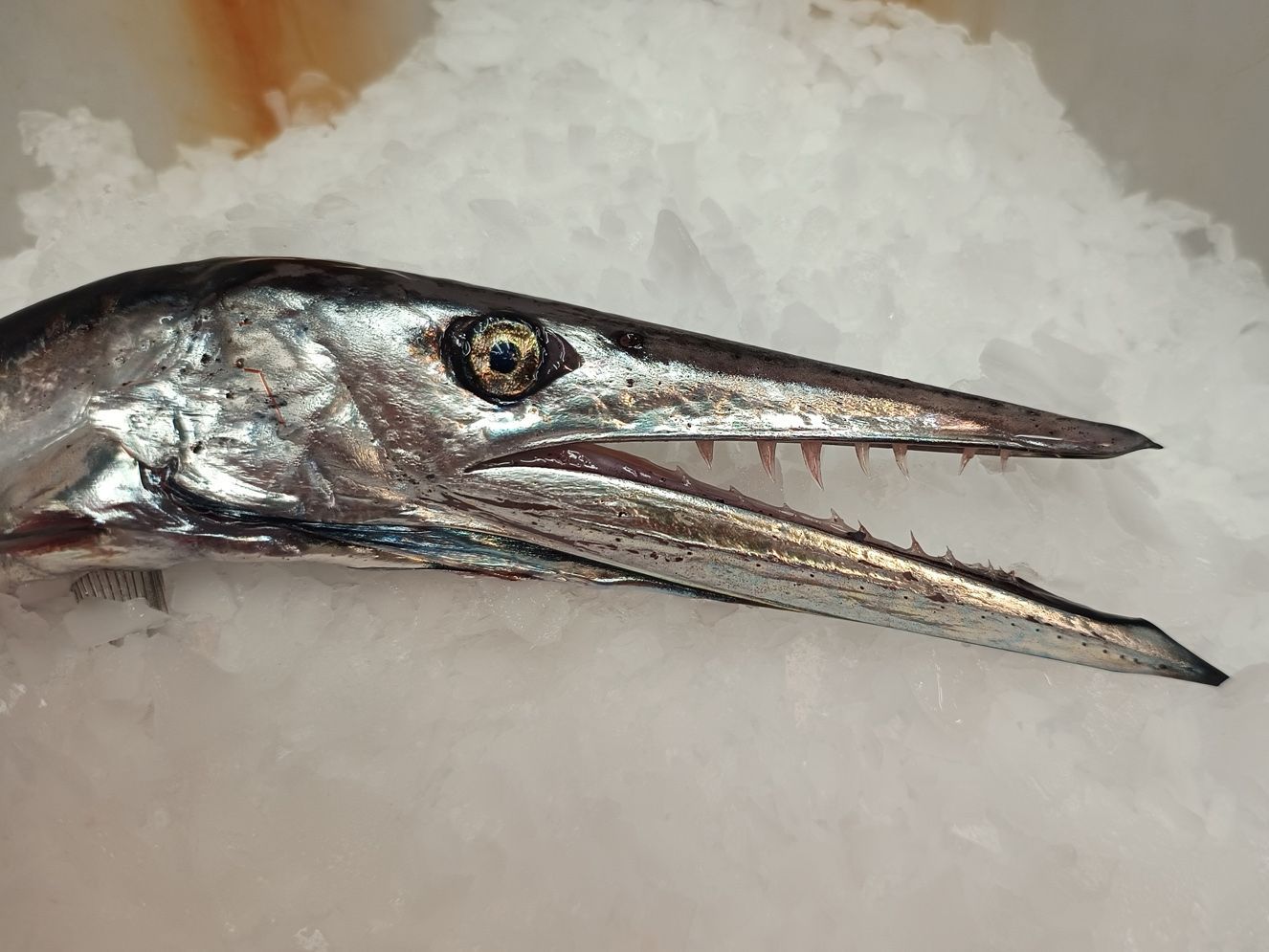 The head of a daggertooth with its sharp teeth.