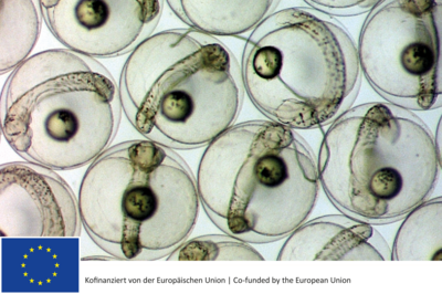 Makreleneier unter dem Lichtmikroskop Makreleneier unter dem Lichtmikroskop