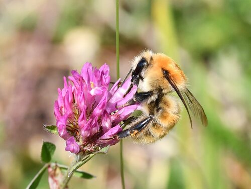 A bumblebee on a flower. A bumblebee with a furry upper body and a slender hind body sits on a purple flower.