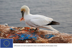 Reduction of plastic waste from the brown shrimp fishery through gear modifications (DRopS)