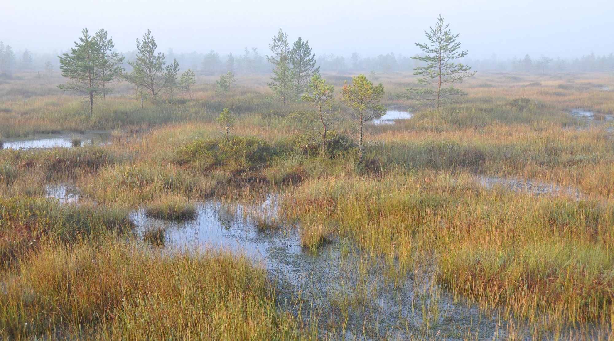 Ungestörtes nasses Hochmoor mit Pflanzen, vereinzelten Bäumen und Nebel